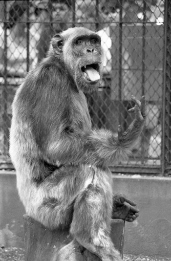 Foto em preto e branco de um macaco sentado em um tronco dentro de um zoológico